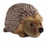 Medium Hedgehog