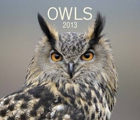 Owls 2013