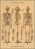 Skeleton Wrap
