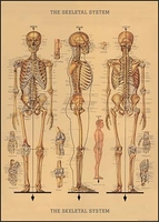 Skeleton Wrap
