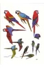 Tambopata Bird Checklist