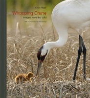 Whooping Cranes