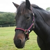 Aerborn Cushion Web Navy/Red Headcollar (Colour: Navy/Red,  Size: Pony)