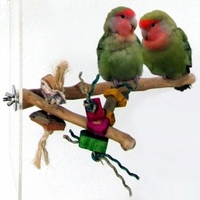 Sky Pet Products Java Toy Perch 17cm (Colour: Multi-coloured,  Size: One Size)