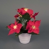 35cm Potted Red Poinsettias with Warm White LEDs