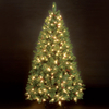 7ft Douglas Pine Pre-Lit Christmas Tree