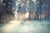 Battery Operated Fibre Optic Snowy Winter Forest Road Canvas 40cm x 30cm