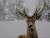 Battery Operated Fibre Optic Stag In Snow Canvas With 12 Steady White Lights 40cm x 30 cm