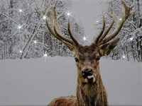 Battery Operated Fibre Optic Stag In Snow Canvas With 12 Steady White Lights 40cm x 30 cm