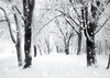 Fibre Optic Canvas Scene Snowy Wood 40cm x 30 cm