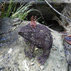 Filigree Frog - Medium