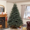 Natural Needle PE Blue Spruce