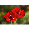 Poppies 90cm HD Wall Art Canvas