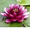 Anglo Aquatic Almost Black Nymphaea Lily - 3L
