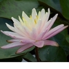 Anglo Aquatic Barbara Dobbins Yellow Nymphaea Lily - 3L