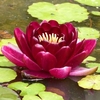 Anglo Aquatic Black Princess Premium Nymphaea Lily - 3L