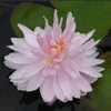 Anglo Aquatic Gloire Lily Nymphaea - 3L