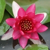Anglo Aquatic Liou Nymphaea Lily - 2L