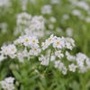 Anglo Aquatic Myosotis Scorpioides SNOWFLAKES White Water Forget Me Not - 1L