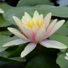 Anglo Aquatic Paul Hariot Nymphaea Lily - 3L