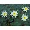 Anglo Aquatic Yellow Pygmaea Helvola Lily - 2L
