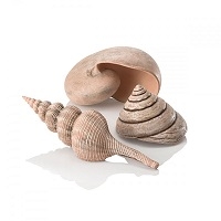 Oase BiOrb Sea Shell (Set of 3,  Natural)