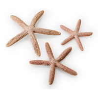 Oase BiOrb Starfish (Set Of 3,  Natural)