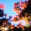 P A L M S