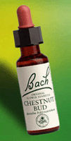 Chestnut Bud