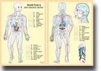 Masunaga Chart - A4