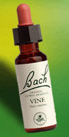 Vine