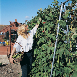 Runner Bean Frames - Traditional Gloss Black