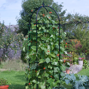 Runner Bean Tower - Traditional Gloss Black