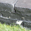 Walling Stone - Limestone - 20 x 10cm 1.5m2