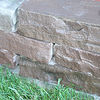 Walling Stone - Sandstone - 20 x 10cm 7.2m2