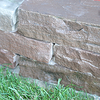 Walling Stone - Sandstone - 20 x 10cm 7.2m2