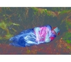 ~OFFER~ BCB Emergency Sleeping Bag (BCB Adventure Emergency Sleeping Bag)