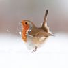 Ruffled robin Christmas cards