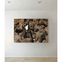 Kissing Penguins Picture Canvas