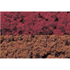 Late Fall Mix Foliage