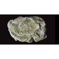 Rock Mold Wind Rock
