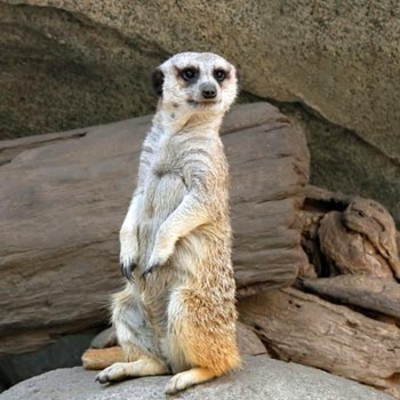 Meet the Meerkats for Two
Oxfordshire
