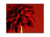 Red Dahlia Canvas Print