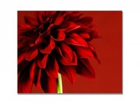 Red Dahlia Canvas Print