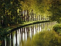 Tree Walk Printed Canvas
