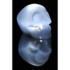 50Fifty Skull Light - White