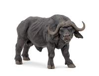 African Buffalo