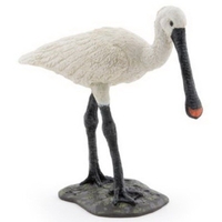 Eurasian Spoonbill