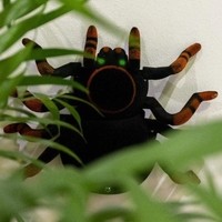 RED5 Wall Tarantula