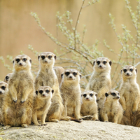 Meerkat Encounter For Two Experience Day